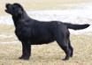 CH Dickendall Princess Phoebe