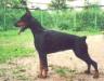 CH. RUSSIA; 6 X CAC Modus Ost Gottin Gera