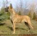 HJCH, BOB, R CABIB, CI. W, CAC, 5xHPJ Galateia of Island's Dream