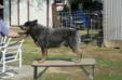 AKC CH Sageroo Heelerhill Blu Reetu