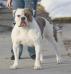 ABKC Gr. Ch., UKC Ch. PSI's Whiskey Rebel