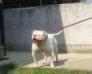  Cerberus Bulls Thiseus
