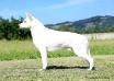 Robin Hood Biale Wzgorza