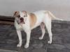 Debbie Br Mountain Bulldog