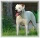  White Clowns Coco