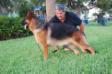 JD Vom Haus Loyal German Shepherds