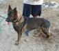 Havoc z Schluterton
