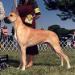CH Harrel's Maxey Von Riesenhof