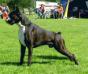  TENZING des Courtillieres