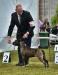 3xCAC, 2xCACIB Nomicon L.O.S. Bucanero