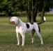 Masterbully's Buffalo Soldier AKA Kingston
