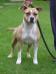 CH Calamity Jane the Beautyfull Angel