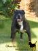 CH.HUN , JCH.HUN Batallador de Perro Aqueda (Cheyenne)