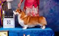 GCHG CH Honeyfox So Dash N Debonair