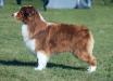 <span style="color: darkred">ASCA / LUX / NL / BE / AKC CH & AKC GCH</span> Fiddlers Green Gun Powder and Lead <span style="color: darkblue">social behaviour test, TST (Belgian kennel club)</span>