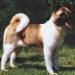 AKC CH San-Gars Suna Darake Noko
