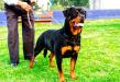 Rola Castillo's Rottweilers