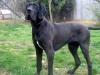 CH L&D Wagner Dog Carin