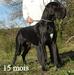 French Champion, CACSx3, CACIBx2 Erashad de la Benjamine
