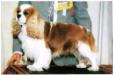 ENG CH Lymrey royal reflexion of ricksbury