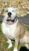 BIG DADDY BULLDOGS Pippi Longstockings