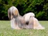 Chic Choix Panthera Jacksoni