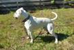 Jam Up Bulldogs' Osmium aka Oz