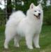 AM.CH. Mishka's Lil' Russian Firecracker
