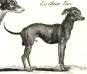 Turkish Hairless (c.1770)