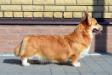  Ismine Ginger Happiness Kristall Busch ( N/B )