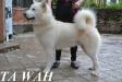  Ta Wah North Pearl Malamute Sanctuary