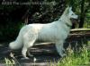 AKUA The Lovely White Shepherd_