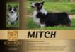 INT.CH. Hazelmere Mitch A Match
