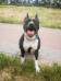 Fantasy Night from Amstaff
