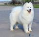 JCH BY,BREED, GRAND, CH BY,BREED IZVESTNAJA PERSONA S HUTORA DYKANKI