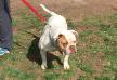 COH's Rose 3 of Bender Bulldogs