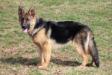 Shabawasing's Ginger von Grantterhoff