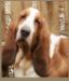 Smokey Mtn N Tokel's Topaz Danika