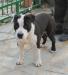 Aycon Di Lion GK Amstaff
