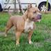 UKC CH 'PR' Buenos Aires Cupid's Kiss of Prodigy