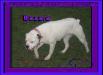 Tunnel Springs Bullies Bessie