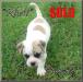 Rhett of Tunnel Springs Bullies