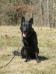 Boscoe Vom Big Rock