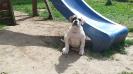 Bombasticbulls' ANGELINA JOLIE of Celtic's Bulldogs