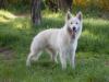 Aron Duke Vom Home of the White Wolves