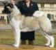 AKC CH Alchemist Belle Of The Ball