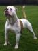 Bull's of Ireland Rocco