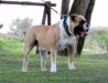 Sunshine Bull's Thor