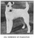 Wireboy of Paignton 188286