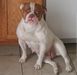CA Certified Dallas of Fastlane Bulldogs